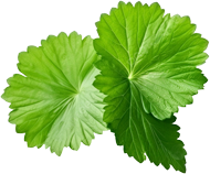 Cereza de café orgánico